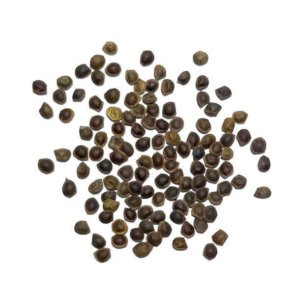 Sensitive Plant Seeds For Planting (Mimosa Pudica)