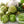 Grande Rio Verde Tomatillo Seeds For Planting (Physalis ixocarpa)