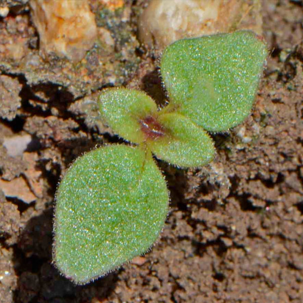 Snapdragon Seeds For Planting Tetra Blend (Antirrhinum majus)