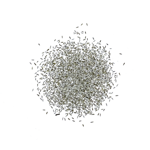 Gold Yarrow Seeds For Planting (Achillea filipendulina)