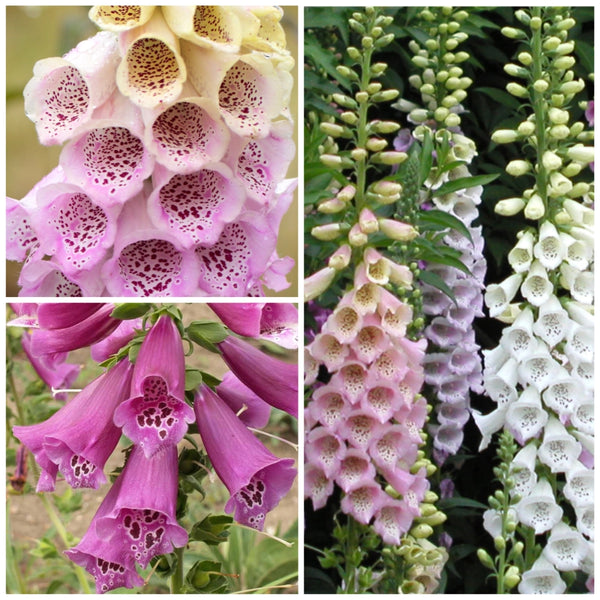 Excelsior Mixture Foxglove Seeds For Planting (Digitalis purpurea)