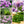 Common Chives Herb Seeds For Planting (Allium schoenoprasum)