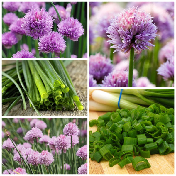 Common Chives Herb Seeds For Planting (Allium schoenoprasum)