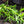 Summer Savory Herb Seeds For Planting (Satureja hortensis)