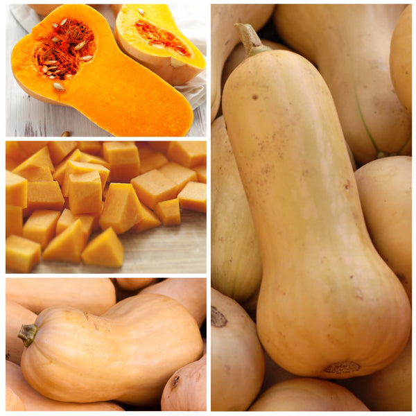 Waltham Butternut Winter Squash Seeds For Planting (Cucurbita pepo)
