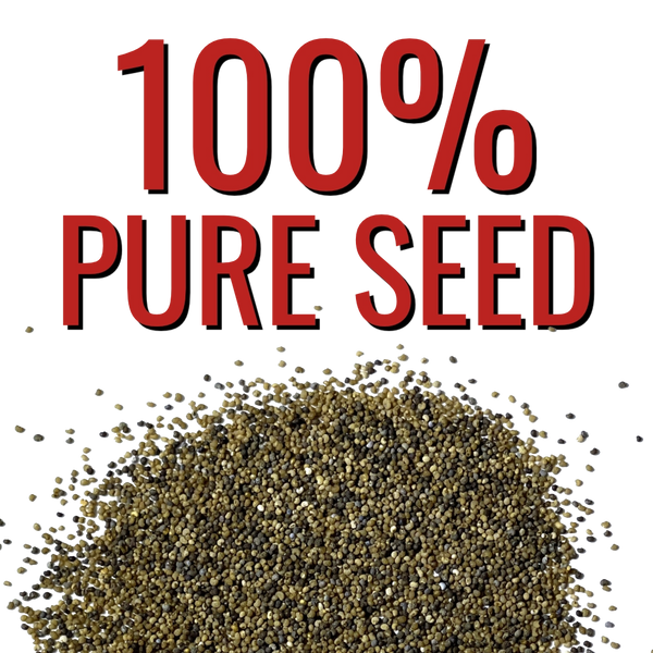 Antique Shades Peony Poppy Seeds For Planting (Papaver paeoniflorum)