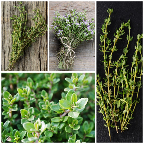 Thyme Herb Seeds For Planting (Thymus vulgaris)
