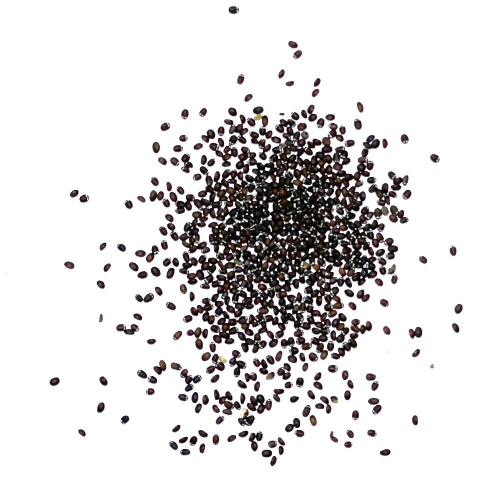 Catnip Herb Seeds For Planting (Nepeta cataria)