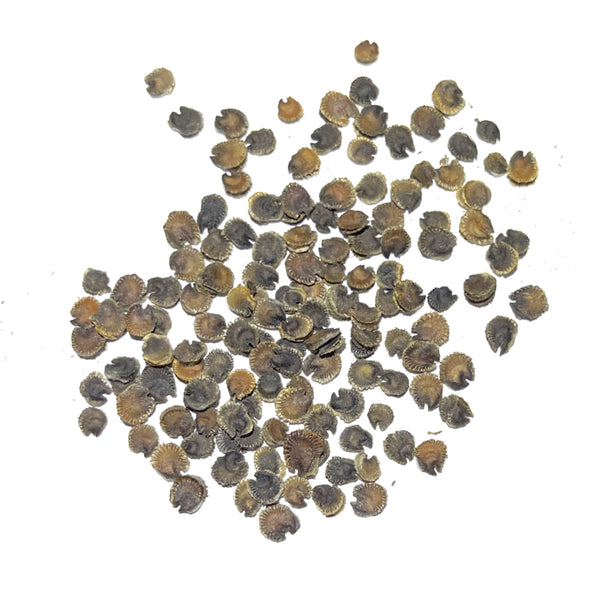 Double Majorette Hollyhock Mixture (Alcea rosea)