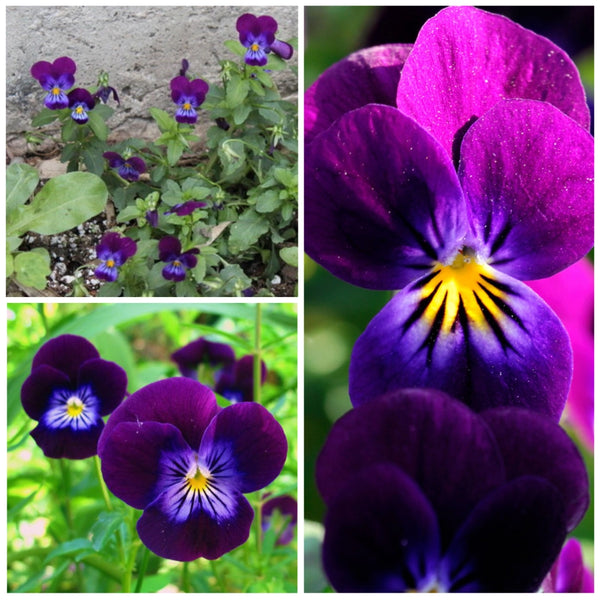 King Henry Viola Seeds For Planting (Viola cornuta)
