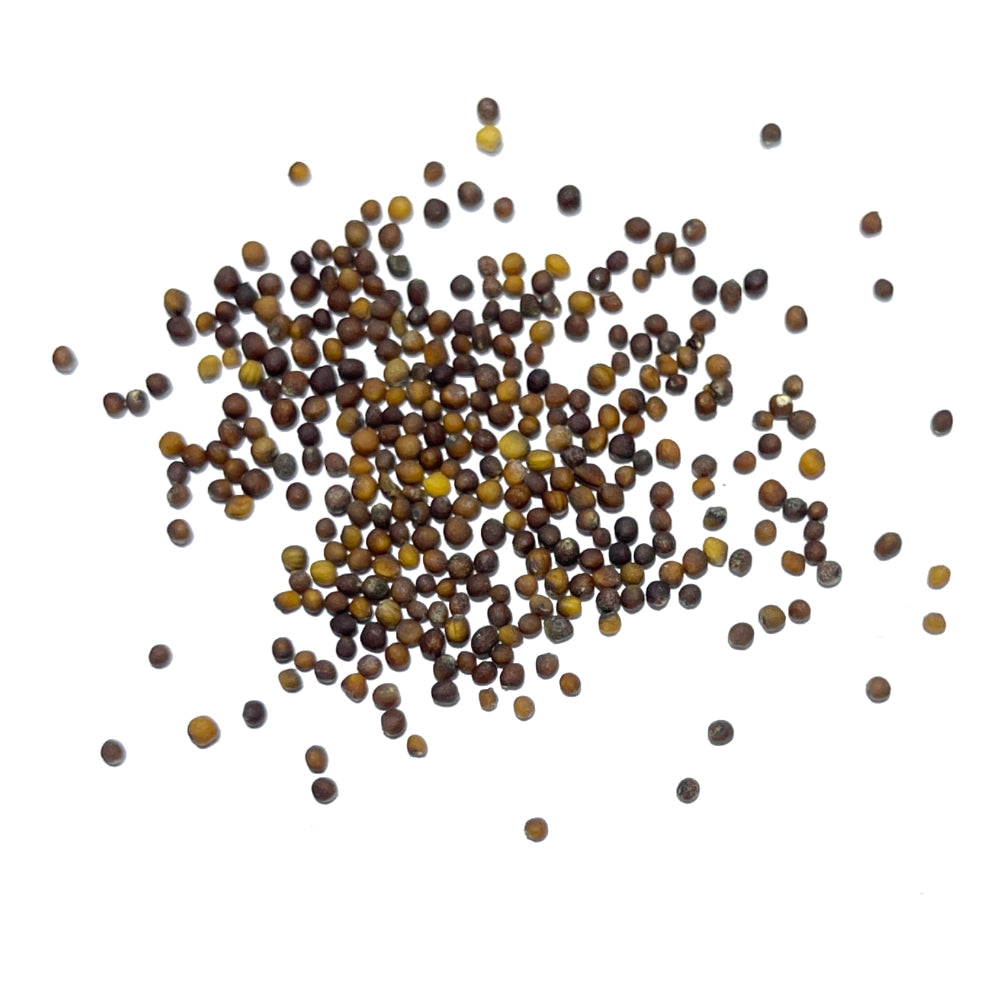 Kale Seeds For Planting, Vates Blue Scotch Curled (Brassica oleracea)