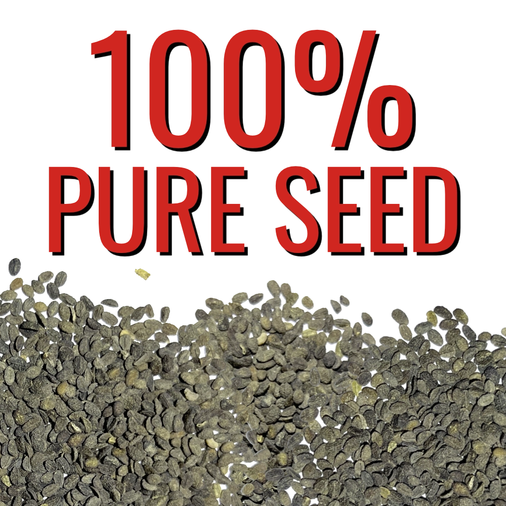 Red Drummond Phlox Seeds For Planting (Phlox Drummondii)