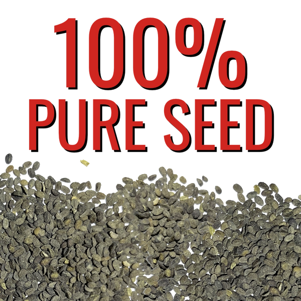 Red Drummond Phlox Seeds For Planting (Phlox Drummondii)