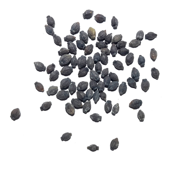 Red Four O' Clock Seeds For Planting (Mirabilis jalapa)