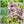Sweet Marjoram Herb Seeds For Planting (Origanum majorana)