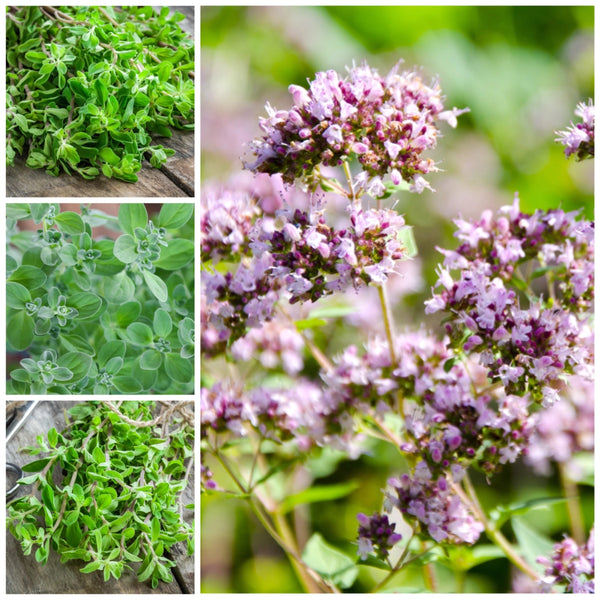 Sweet Marjoram Herb Seeds For Planting (Origanum majorana)