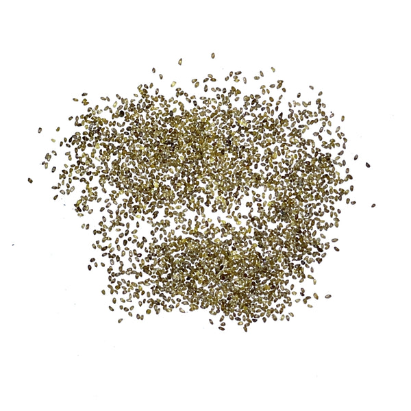 Bellflower Superba Seeds For Planting (Campanula glomerata)