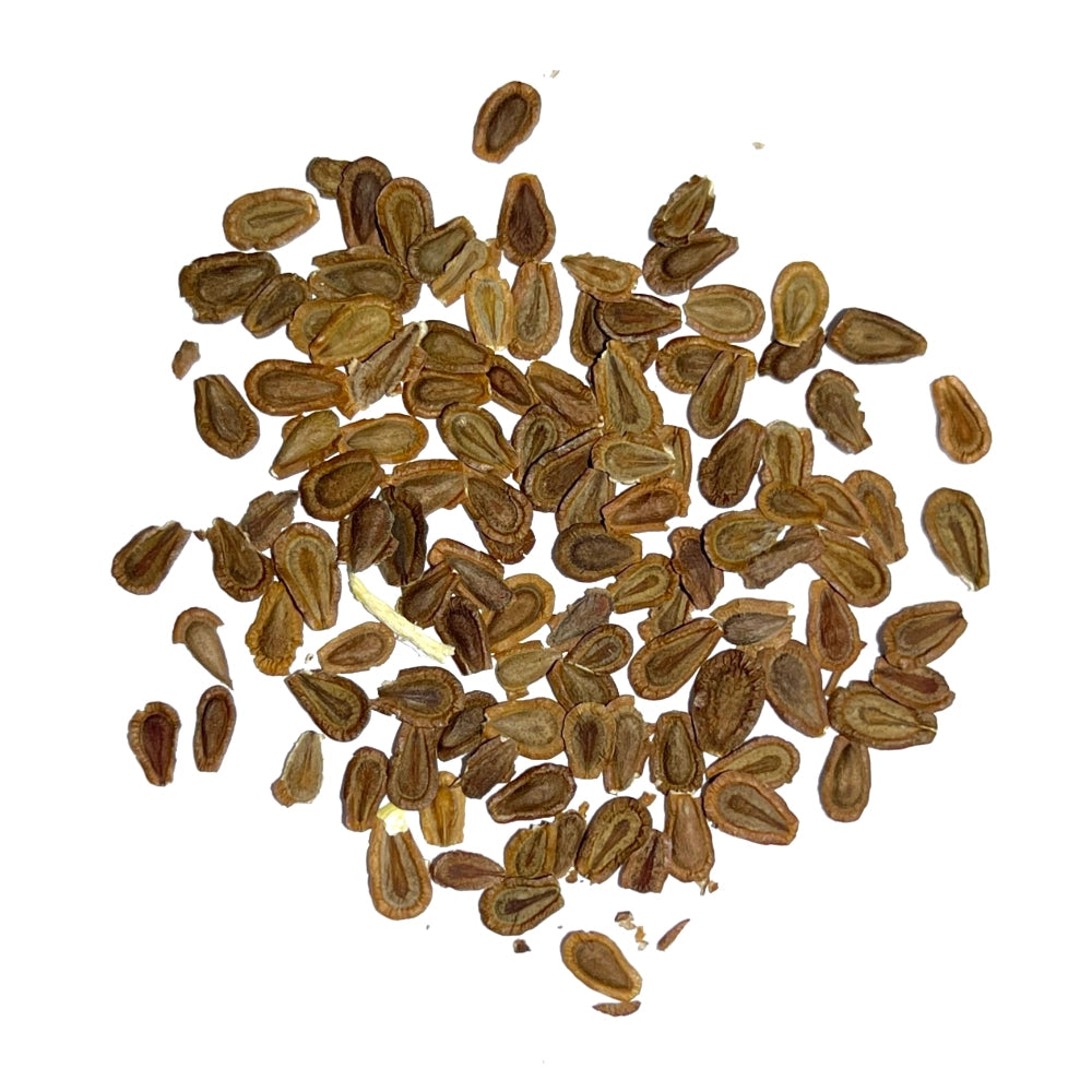 Showy Milkweed Seeds For Planting (Asclepias speciosa)