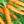 Tendersweet Carrot Seeds For Planting (Daucus carota)