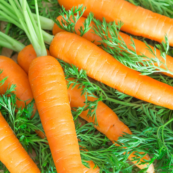 Tendersweet Carrot Seeds For Planting (Daucus carota)