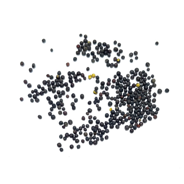 Red Russian Kale Seeds For Planting (Brassica napus)