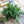 Rosemary Herb Seeds For Planting (Rosemarinus officinalis)