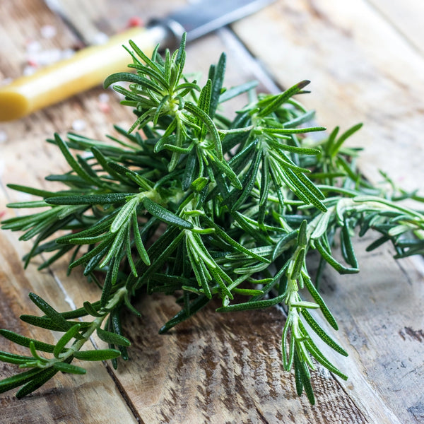 Rosemary Herb Seeds For Planting (Rosemarinus officinalis)