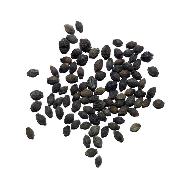 Mixed Four O' Clock Seeds For Planting (Mirabilis jalapa)