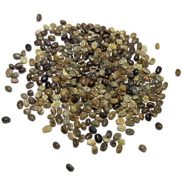 Lupine Russell Seeds For Planting (Lupinus polyphyllus)