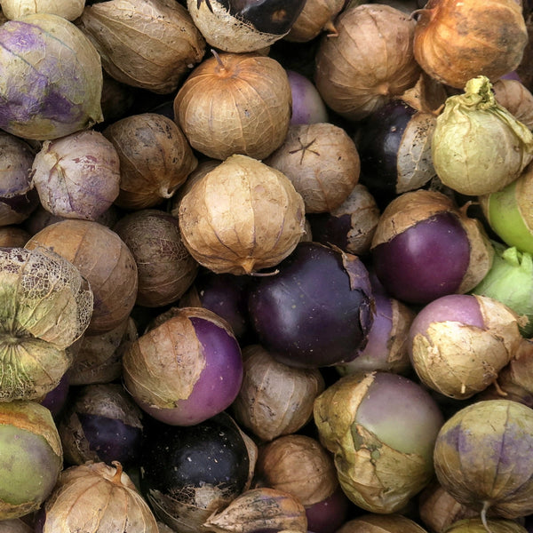 Purple Tomatillo Seeds For Planting (Physalis ixocarpa)