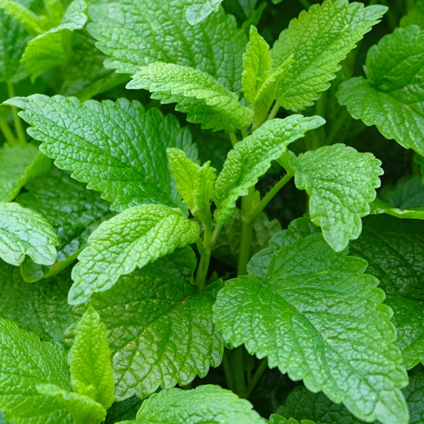 Lemon Balm Herb Seeds For Planting (Melissa officinalis)