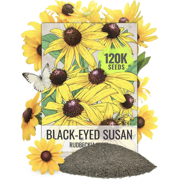 Bulk Black-Eyed Susan Seeds For Planting (Rudbeckia hirta)