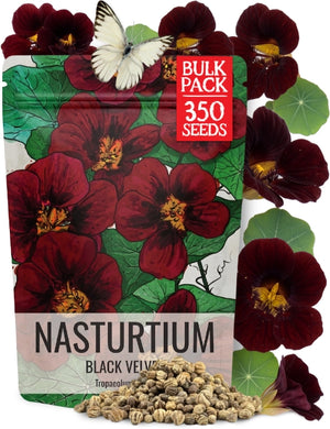 Black Velvet Nasturtium Seeds For Planting (Tropaeolum minus) BULK Pack