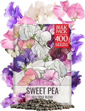 Old Spice Sweet Pea Seeds For Planting (Lathyrus odoratus)