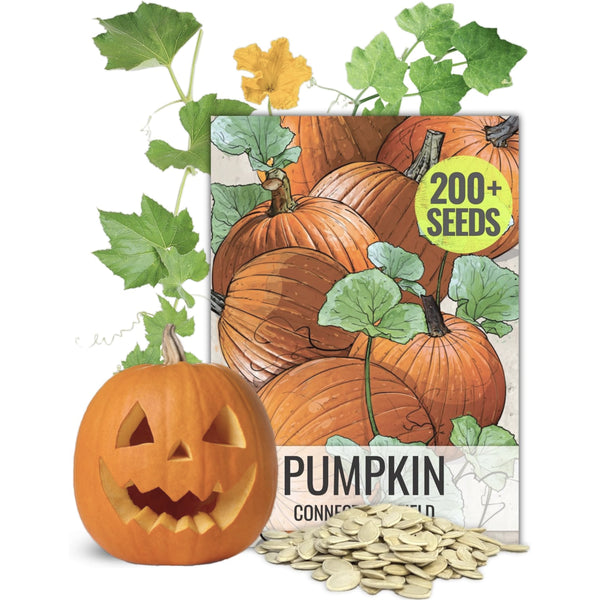 Bulk Connecticut Field Pumpkin Seeds For Planting (Cucurbita pepo)