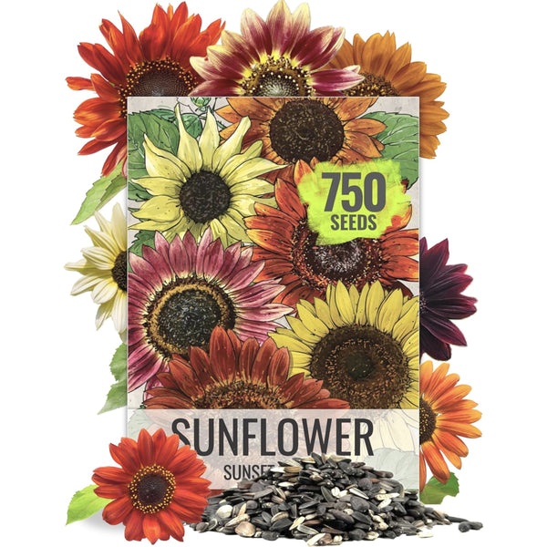 Bulk Sunset Blend Sunflower Seeds For Planting (Helianthus annuus) 7 Varieties