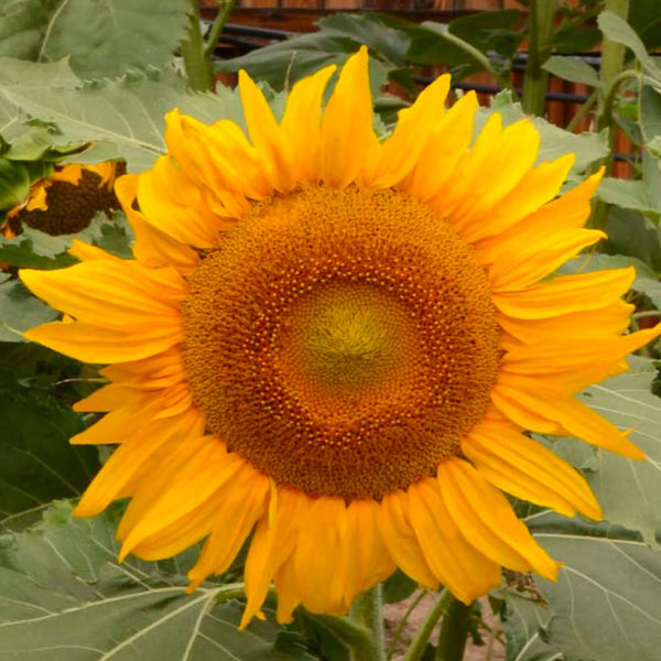 Incredible Dwarf Sunflower Seeds For Planting (Helianthus annuus)