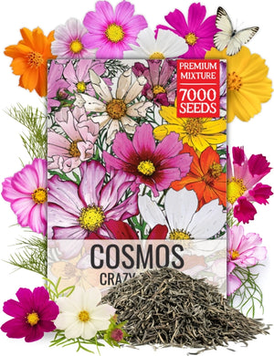 Crazy Blend Cosmos Seeds For Planting