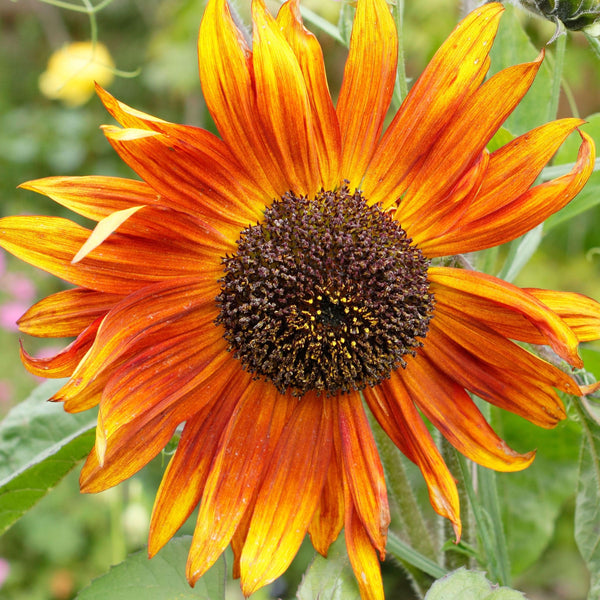 Earthwalker Sunflower Seeds For Planting (Helianthus annuus)