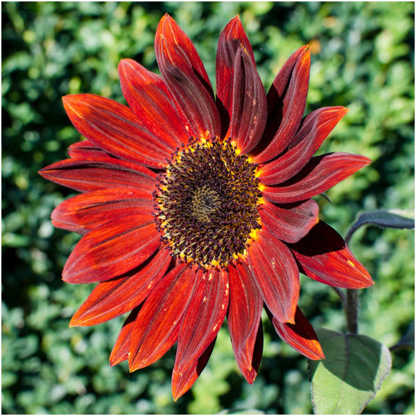 Midnight Rouge Sunflower Seeds For Planting (Helianthus annuus)