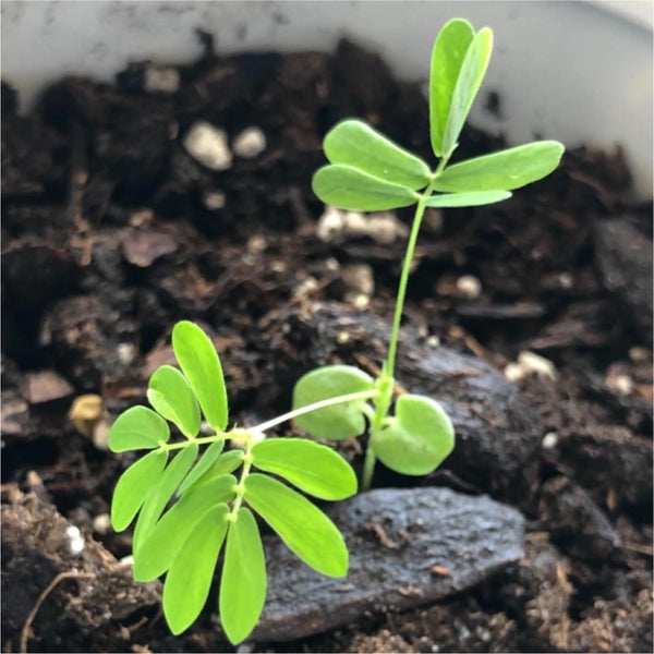 Sensitive Plant Seeds For Planting (Mimosa Pudica)