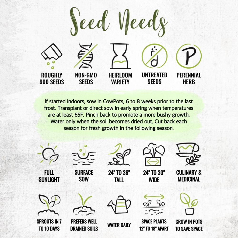 Catmint Herb Seeds For Planting (Nepeta mussinii)