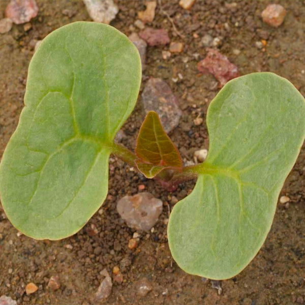 Red Four O' Clock Seeds For Planting (Mirabilis jalapa)