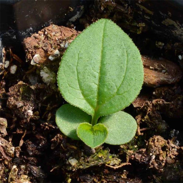 White Swan Coneflower Seeds For Planting (Echinacea purpurea)