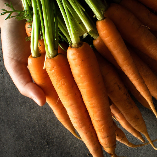 Scarlet Nantes Carrot Seeds For Planting (Daucus carota)