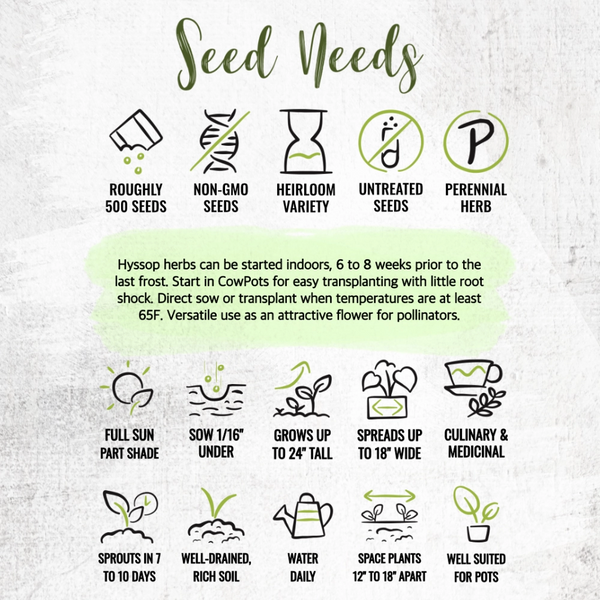 Hyssop Herb Seeds For Planting (Hyssopus officinalis)