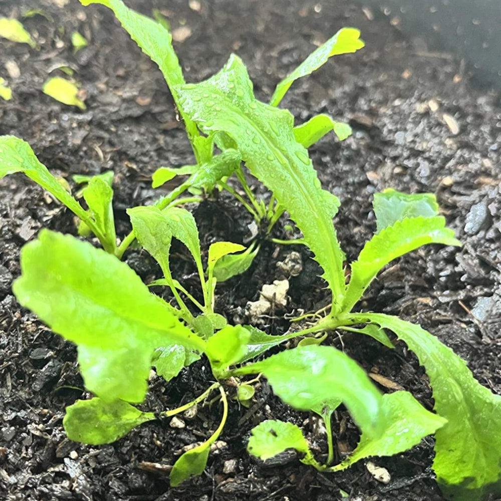 Culantro Herb Seeds For Planting (Eryngium foetidum)