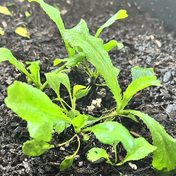 Culantro Herb Seeds For Planting (Eryngium foetidum)