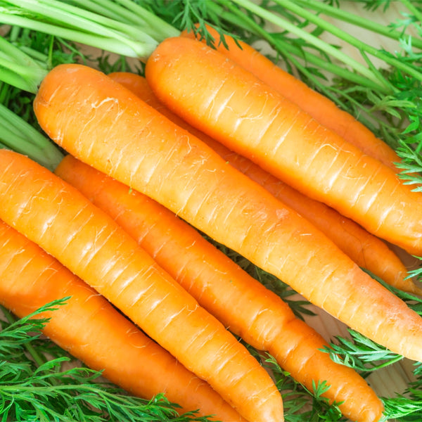 Tendersweet Carrot Seeds For Planting (Daucus carota)