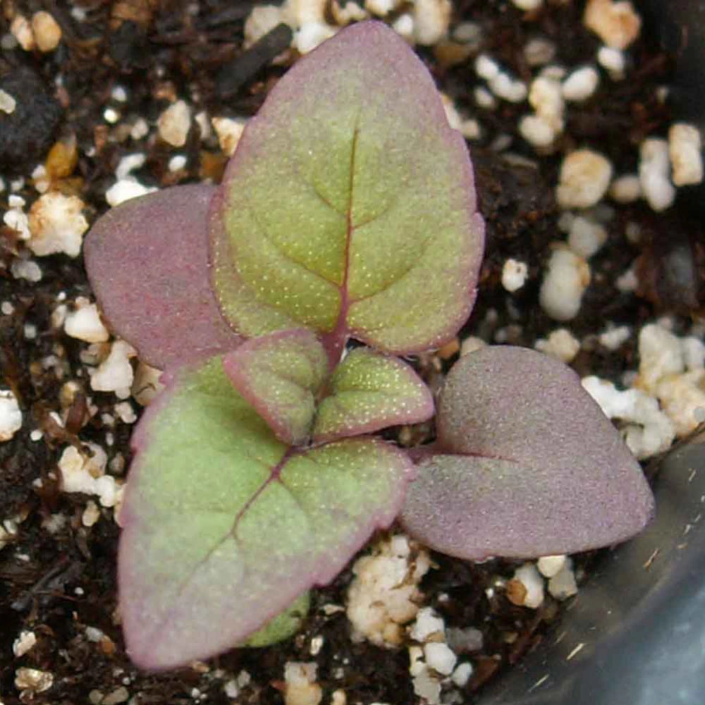 Wild Bee Balm Seeds For Planting (Monarda fistulosa)